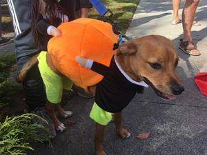 (50% OFF &BUY 2+ TO GET 15-25% OFF ) Dog Pumpkin Halloween Costume