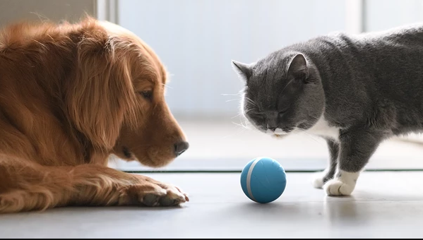 Motion Ball Smart Pet Toy