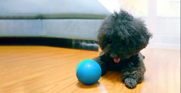 Motion Ball Smart Pet Toy